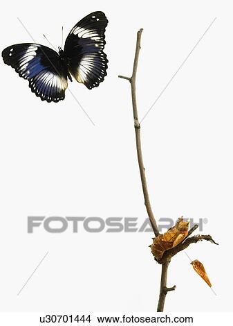 Butterfly transformation View Large Photo Image Picture - Butterfly transformation. Fotosearch