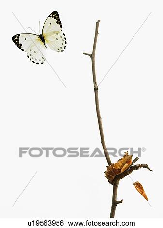 Stock Photograph - Butterfly transformation. Fotosearch