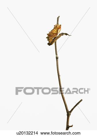Caterpillar on branch View Large Photo Image Picture - Caterpillar on branch. Fotosearch
