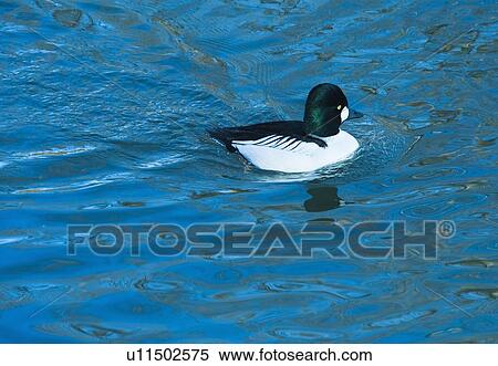Stock Photography - Common golden eye duck. Fotosearch
