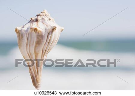 Stock Image - Conch. Fotosearch