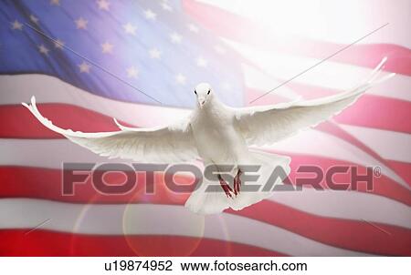 Stock Image - Dove flying in front of American flag. Fotosearch