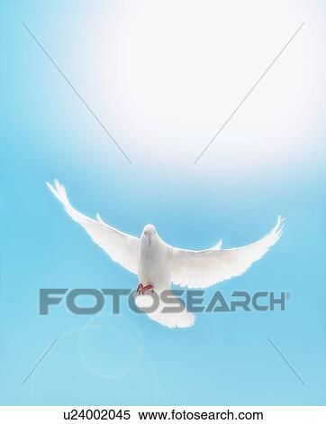 Stock Photography - Dove flying. Fotosearch