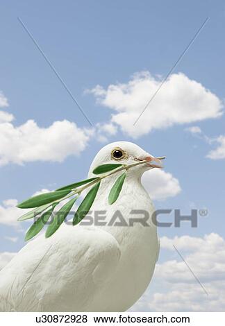 Dove holding olive branch View Large Photo Image Stock Photo - Dove holding olive branch. Fotosearch