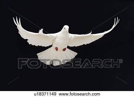 Stock Photo - Dove. Fotosearch