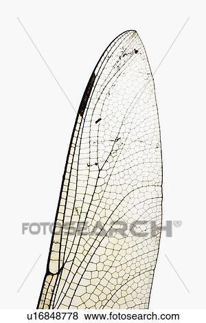 Dragonfly wing View Large Photo Image Stock Photo - Dragonfly wing. Fotosearch