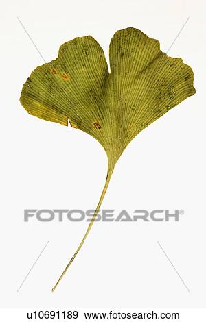 Dried Ginko leaf View Large Photo Image Stock Photo - Dried Ginko leaf. Fotosearch