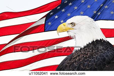 Eagle and American flag View Large Photo Image Stock Image - Eagle and American flag. Fotosearch
