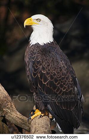 Eagle View Large Photo Image Stock Image - Eagle. Fotosearch