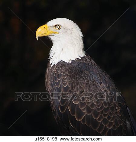 Eagle View Large Photo Image Stock Photo - Eagle. Fotosearch