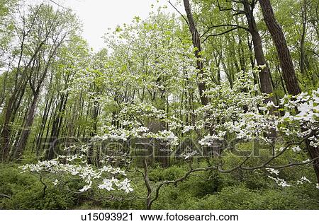 Stock Image - Forest in spring. Fotosearch
