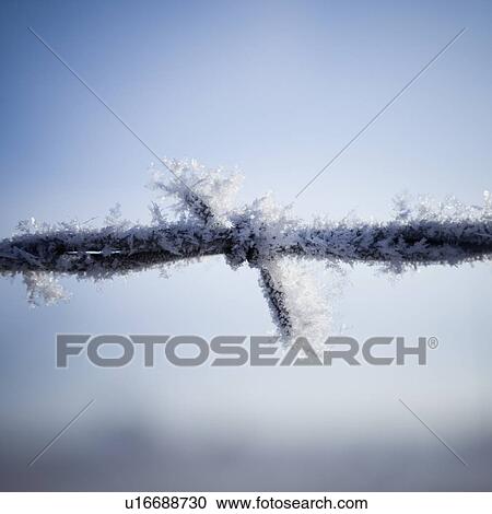 Stock Image - Frost on barbed wire. Fotosearch