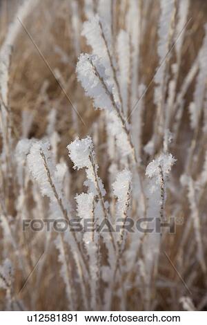 Stock Image - Frost on grass. Fotosearch