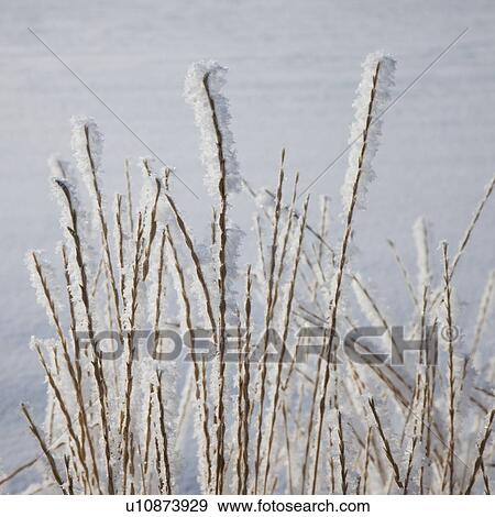 Stock Photo - Frost on grass. Fotosearch