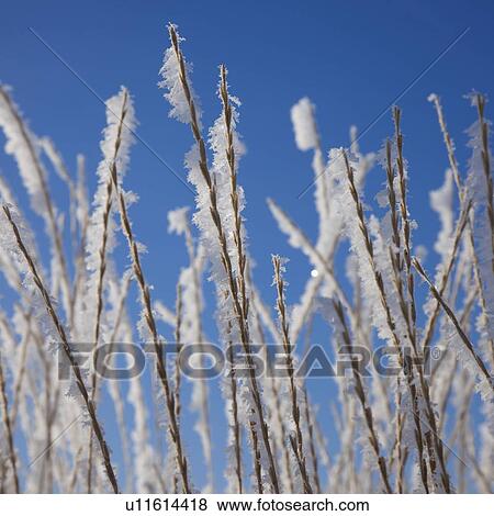 Stock Photo - Frost on grass. Fotosearch