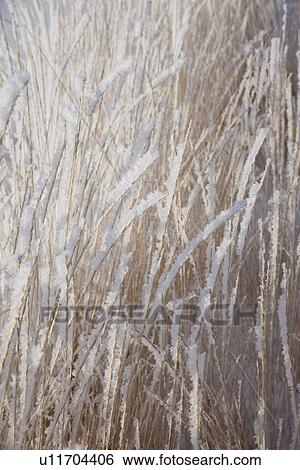 Frost on grass View Large Photo Image Stock Photograph - Frost on grass. Fotosearch