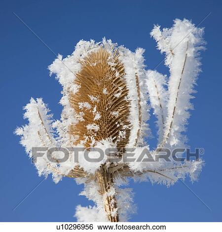 Frost on plant View Large Photo Image Stock Photograph - Frost on plant. Fotosearch