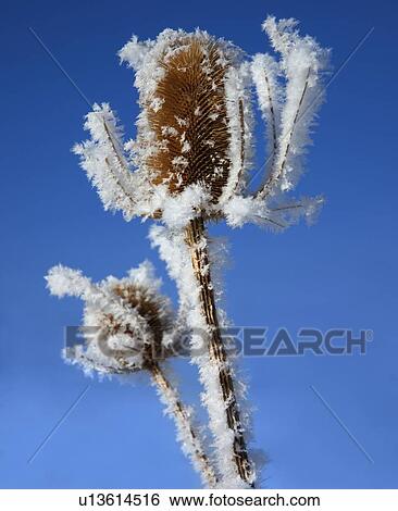 Frost on plant View Large Photo Image Stock Photograph - Frost on plant. Fotosearch