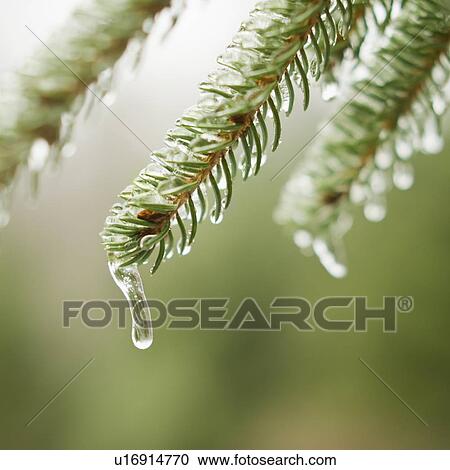 Stock Image - Frozen evergreen tree branch. Fotosearch