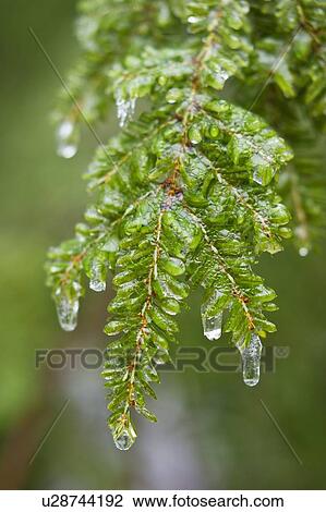 Frozen evergreen tree branch View Large Photo Image Stock Image - Frozen evergreen tree branch. Fotosearch