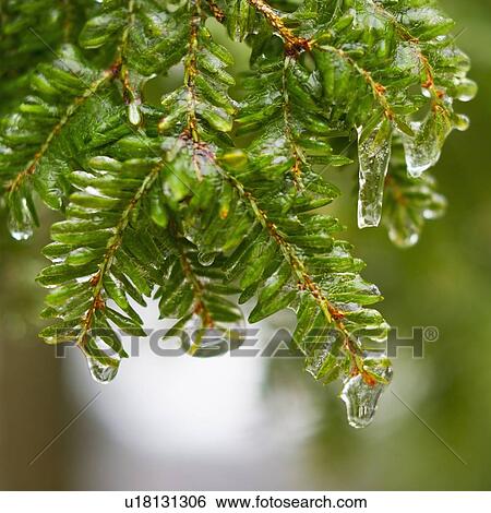 Stock Photograph - Frozen evergreen tree branch. Fotosearch