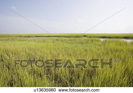 Stock Image - Grass. Fotosearch