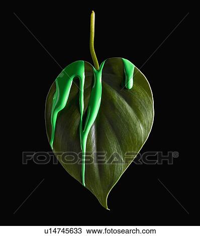 Stock Image - Green paint on leaf. Fotosearch