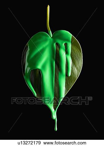 Green paint on leaf View Large Photo Image Stock Photo - Green paint on leaf. Fotosearch