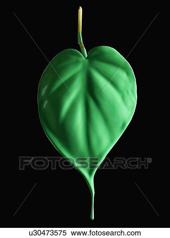 Stock Photography - Green paint on leaf. Fotosearch