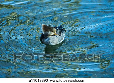 Stock Image - Hooded merganser. Fotosearch