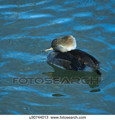 Stock Image - Hooded merganser. Fotosearch