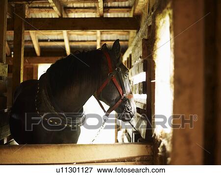 Horse in stable View Large Photo Image Stock Photo - Horse in stable. Fotosearch