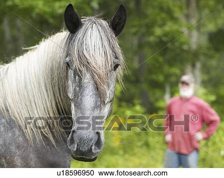 Stock Image - Horse. Fotosearch