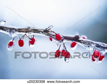 Icy holly branch View Large Photo Image Stock Photo - Icy holly branch. Fotosearch