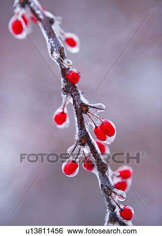 Icy holly branch View Large Photo Image Stock Photograph - Icy holly branch. Fotosearch