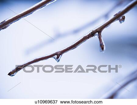 Icy tree branch View Large Photo Image Stock Photo - Icy tree branch. Fotosearch