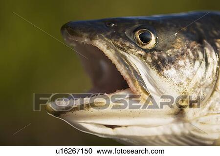 Stock Image - Lake trout with mouth open. Fotosearch