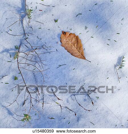 Stock Photo - Leaf on snow covered ground. Fotosearch