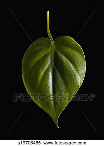 Stock Photography - Leaf. Fotosearch