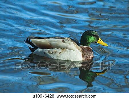 Mallard duck View Large Photo Image Stock Photo - Mallard duck. Fotosearch