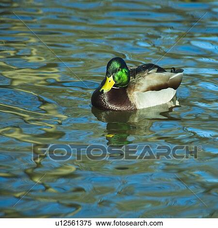 Stock Photography - Mallard duck. Fotosearch