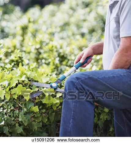 Stock Photograph - Man trimming ivy. Fotosearch