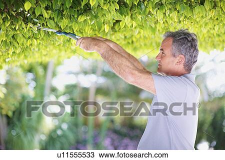 Man trimming tree View Large Photo Image Stock Image - Man trimming tree. Fotosearch
