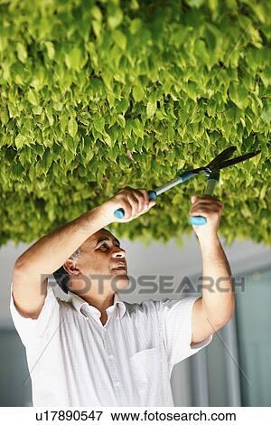 Stock Photo - Man trimming tree. Fotosearch