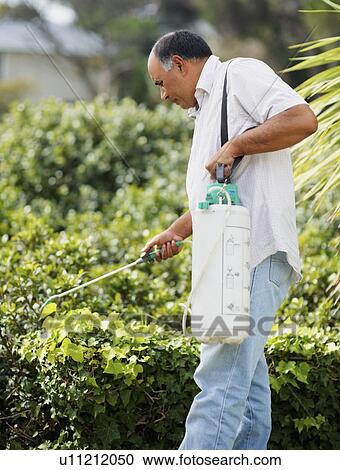 Man watering shrubs View Large Photo Image Stock Image - Man watering shrubs. Fotosearch