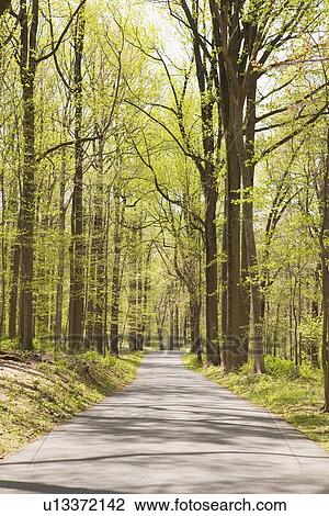Path in the forest View Large Photo Image Stock Image - Path in the forest. Fotosearch