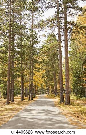 Stock Image - Path in the forest. Fotosearch
