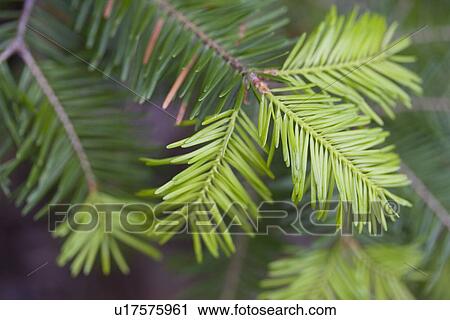 Stock Image - Pine bough. Fotosearch
