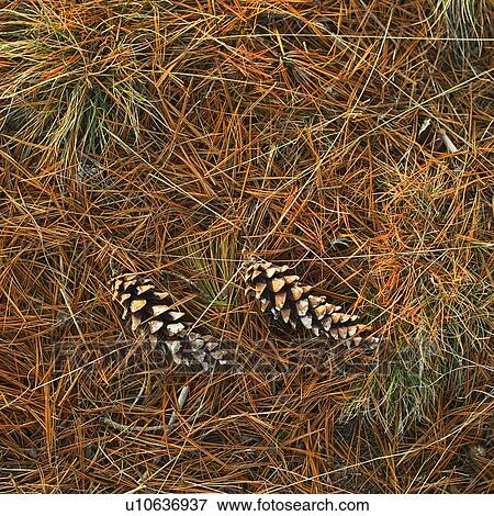 Stock Photo - Pine cones. Fotosearch