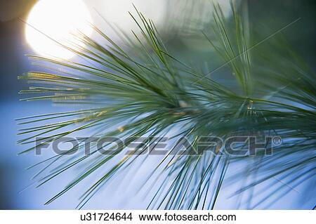 Picture - Pine needles. Fotosearch